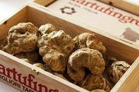 伊達鶏雌焼き鳥の多彩な魅力を余すところなく味わい、日本の滋味・伊達鶏とイタリアの香宝、ピエモンテ州アルバ産白トリュフの世界が出会う、至高の一皿をご堪能頂ける期間限定コース。