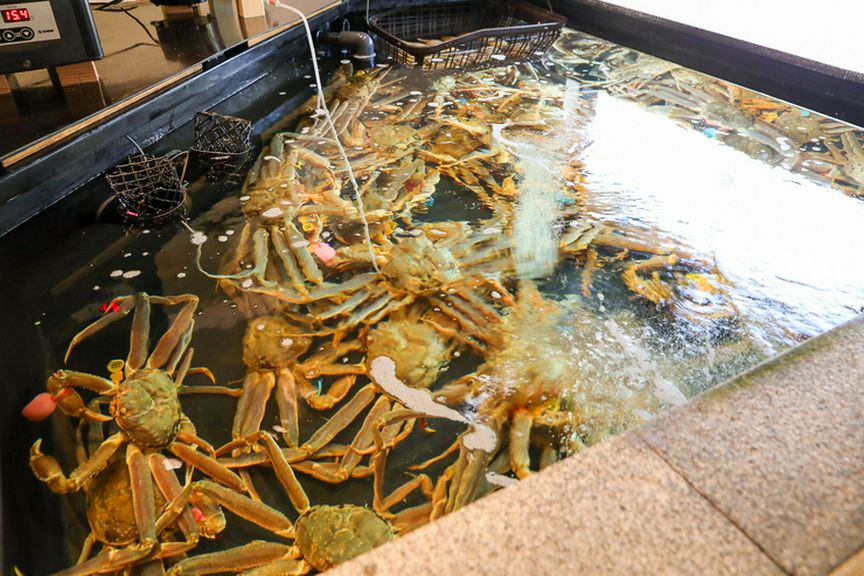 冬の日本海で水揚げされるズワイがにの代表格「越前かに」