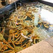 越前かにを一年を通して活きたまま味わえるのは、店内に生け簀を備えているからこそ。水揚げされた越前かにを生け簀に放ち、最適な環境で管理することで、いつでも新鮮な身の締まりと豊かな旨みを楽しめます。