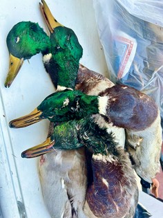 毎年シーズンになると猟師さんから届く野生の鴨