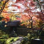 部屋から眺める、庭園の風景も見応えあり。四季折々の風景に見守られつつ、食事を堪能できます。春を告げる彼岸桜、夏の満緑、秋の紅葉、冬の閑林と、一年を通してさまざまな表情を見せてくれます。