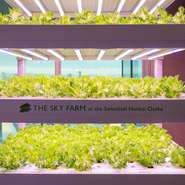 メイン料理は肉料理・魚料理を選ぶことができ、デザートまで堪能できるのがコース料理の魅力です。季節の野菜とメイン料理の組み合わせの良さを考慮し、最適な調理法を用いて仕上げています。