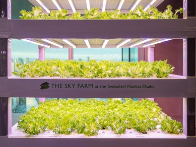 レストラン併設の水耕栽培菜園「The Sky Farm」から届く新鮮な野菜