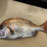 瀬戸内海が育んだ鯛は、豊富な餌で肥えた身が特徴です。加えて潮の流れにもまれることで、しっかりと身が締まっている点もポイント。歯ごたえのある食感を楽しみながら、広がる旨みを堪能できます。