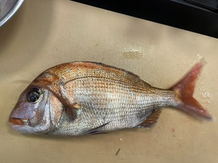 潮の流れに育まれた歯ごたえのある味わいが魅力。瀬戸内の鯛