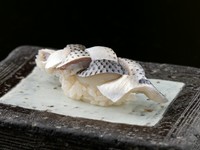 江戸前の丁寧な仕事が生む、粋なおいしさに驚く『小肌の握り』