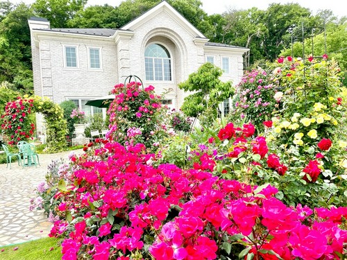 5月のバラ園
