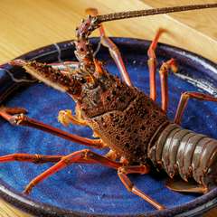 身のしっかりしたものを目利きで入手『伊勢海老』　