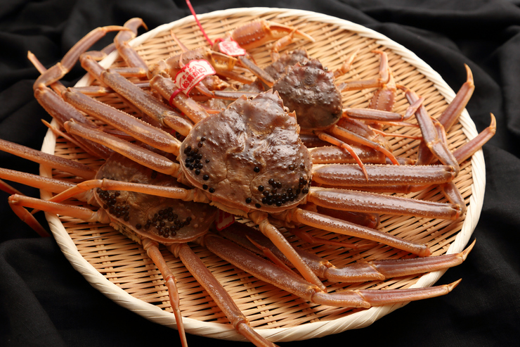 Hidangan lengkap kepiting Matsuba *Hanya musim dingin (8 November hingga akhir Maret)