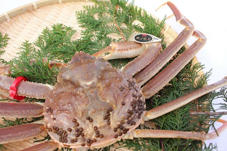 PREMIUM Matsuba Crab Course *Winter only (November 8th to the end of March)