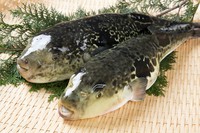 冬季は、伊勢海老、河豚(ふぐ)、九絵(くえ)などもコースでご提供中!!
