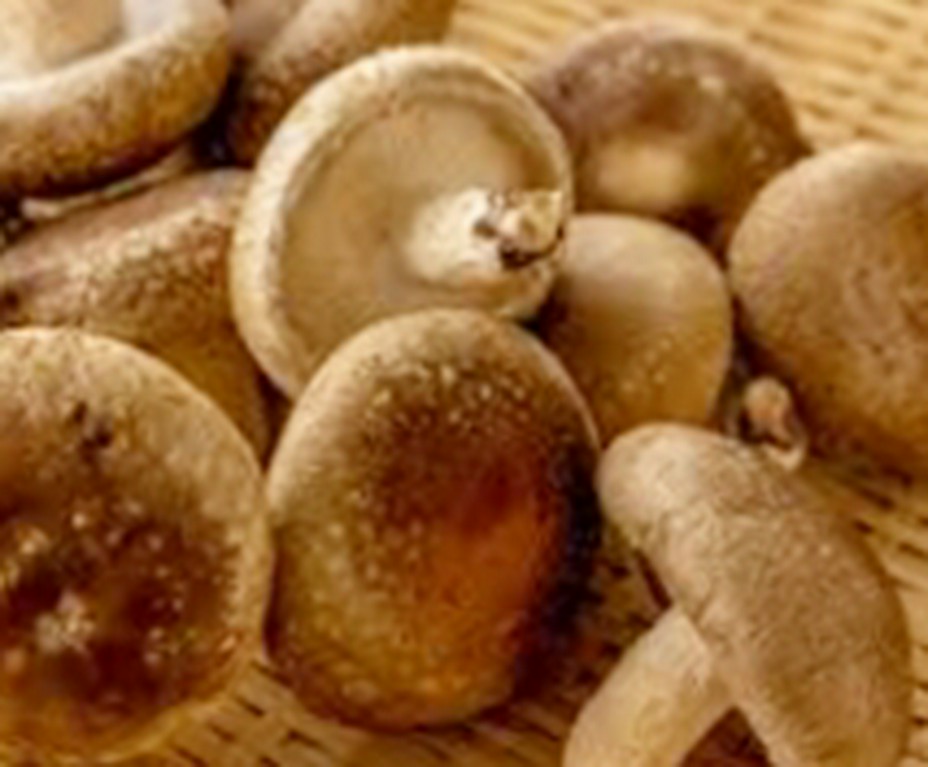 椎茸