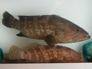 旬の鮮魚は天然モノを用意。本日おすすめの刺身・一品料理も必見