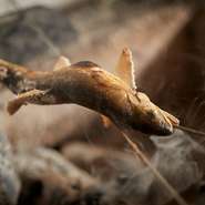 備長炭で焼く魚介は、香ばしい炭の香りをまとった人気メニュー。身がふっくらと焼き上がり、旨みが凝縮されています。夏は鮎や鱧などが登場。焼き物に加え、焼き霜造りも備長炭で炙っているそうです。