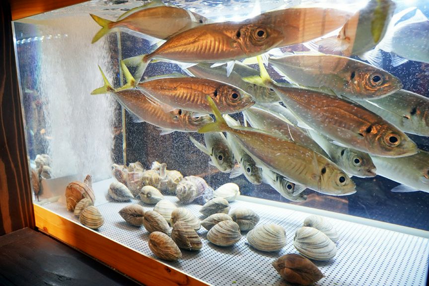 新鮮で旬な魚介を捌いてすぐお客様に