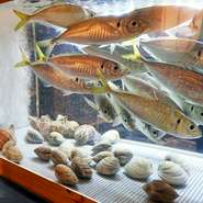 お店の入口入ってすぐにある生簀には鯵や旬の魚介が入っています。元魚屋の店長が品揃えし捌いて、超新鮮な状態でお客様に。内容は季節や仕入れによって変わりますので毎回飽きさせません。