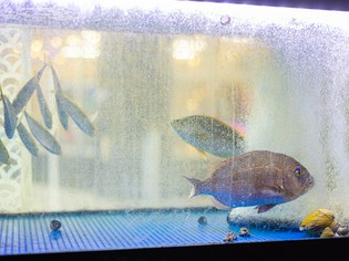 各地の漁港より届く鮮魚。先取りされた旬の逸品も要チェック