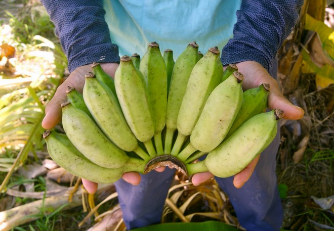 地産地消に取り組んでいる
