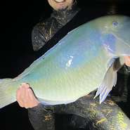 店では地元の魚を使った一品も提供しているんだとか。例えば沖縄高級魚「マクブ」は、ベテラン漁師が素潜りで捕獲。眠る魚を一撃で仕留めるため、身に余計なストレスがかからず、新鮮で繊細な味わいが楽しめます。