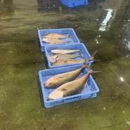 毎日、新鮮な魚介類が水揚げされる。