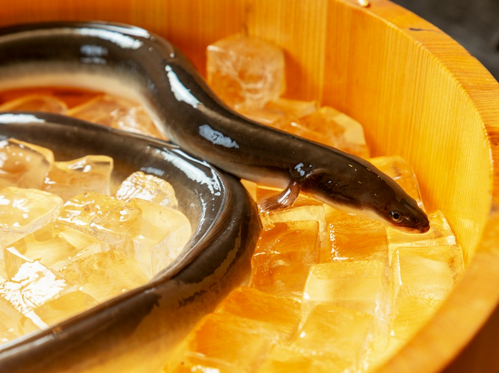 鹿児島より直送される活きうなぎのみを扱う