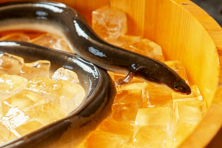 うなさま うなぎのまさのご予約 - 谷町九丁目/うなぎ | 食べログ