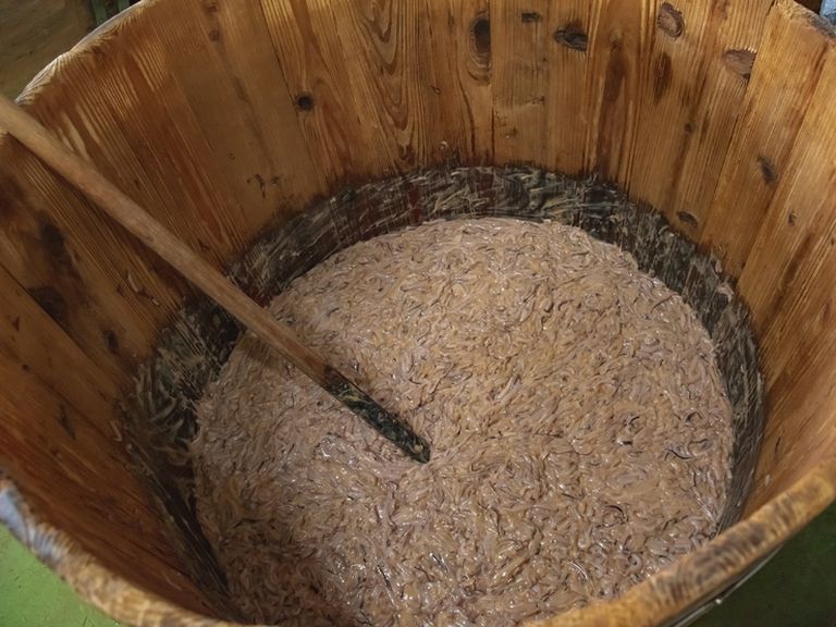 函館が誇る鮮度抜群のイカと、そのおいしさを引き出す塩