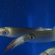 オーダーを受けてから捌く、鮮度抜群のイカ。活き造り後、残った部位は後造りとしても楽しめます。後造りのオススメは、耳の握り・身体の天ぷら・ゲソの塩焼きの3種。調理のライブ感も楽しい逸品です。