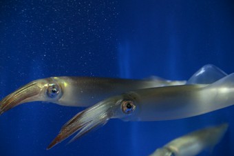 調理のライブ感も見応え抜群。後造りで最後までおいしい『イカの活け造り』