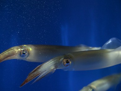 調理のライブ感も見応え抜群。後造りで最後までおいしい『イカの活け造り』