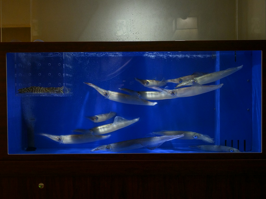 生簀直送イカ造り。オススメ3種の後造りや全刺等リクエストも可