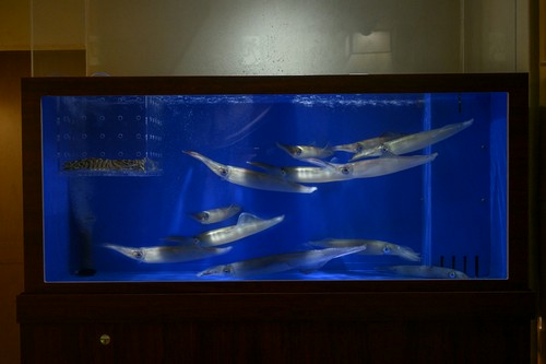 生簀直送イカ造り。オススメ3種の後造りや全刺等リクエストも可