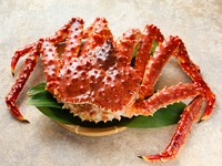ズワイガニ食べ比べやしゃぶしゃぶ、特上お造り、手巻き寿司やあて巻きなどを贅沢に楽しめるコースです♪