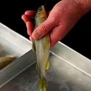 塩をまぶした鮎をシンプルに焼き上げる塩焼きは、素材に絶対的な自信があるからこそ提供できる逸品。焼き上げにおよそ20分以上もの時間をかけ、ただひたすら丁寧に、鮎の食材としての魅力を引き出しています。