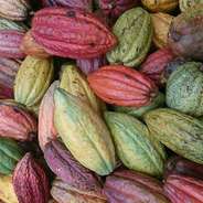 カカオ豆づくりとは、毎回異なる素材に向き合い、その個性に合わせて製法を調整すること。「素材なり」の考えのもと、一期一会の豆と向き合い続ける中で、自然に寄り添い、その移ろいを楽しむ姿勢へとたどり着きました。