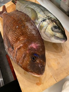 【究極の血抜き津本式】豊洲市場直送の鮮魚