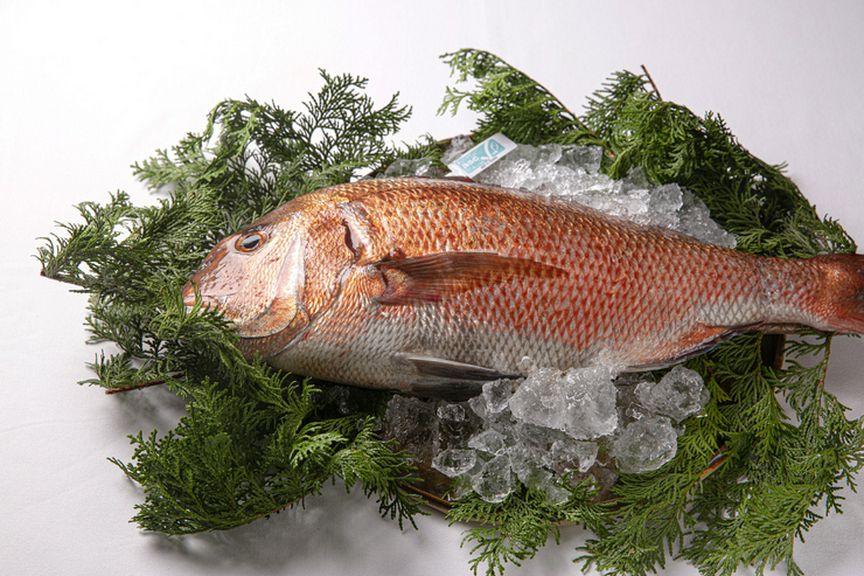 魚介、肉、野菜、あらゆる食材においてサステナブルを意識