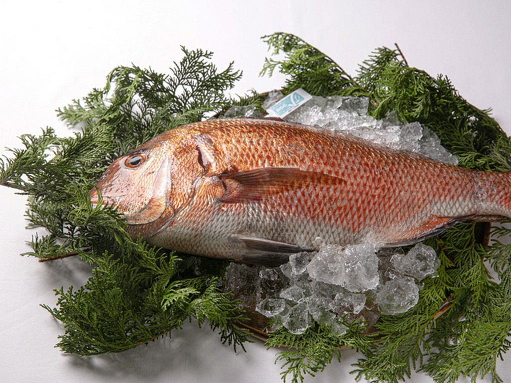 魚介、肉、野菜、あらゆる食材においてサステナブルを意識