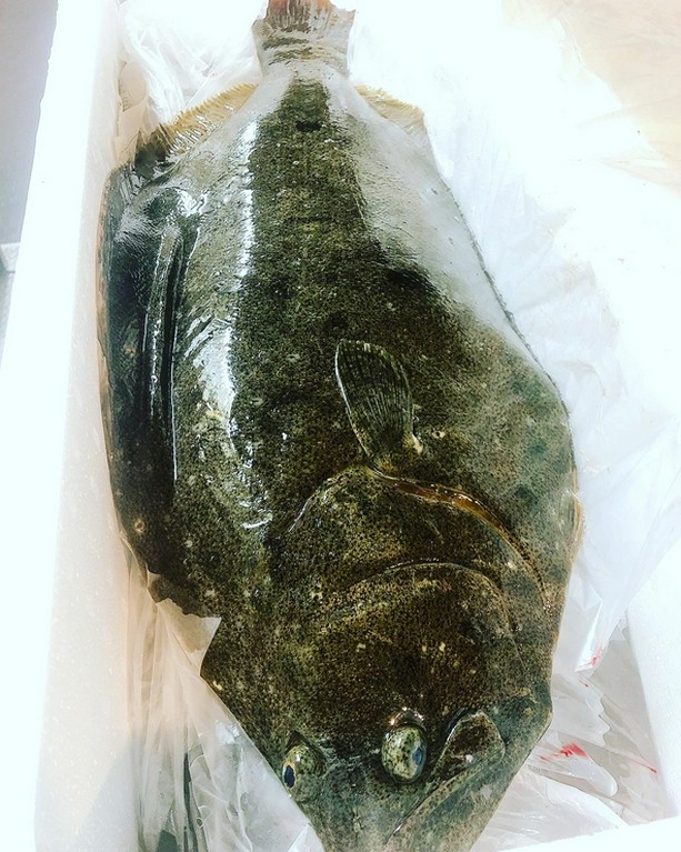 宮崎産　ヒラメ