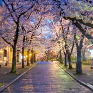 期間限定での特別ディナーをご用意いたしました。
カウンター席から桜を眺めながら
京都で味わう和のフレンチをおたのしみください