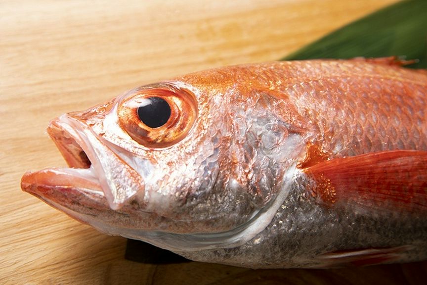 冬の越前海で脂をたっぷりと蓄えた旬のノドグロを緒ばた流の様々な調理法でご用意いたします。
