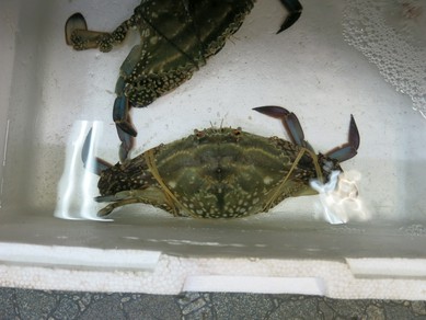 シェフのおすすめ料理