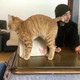 藤崎　直輝